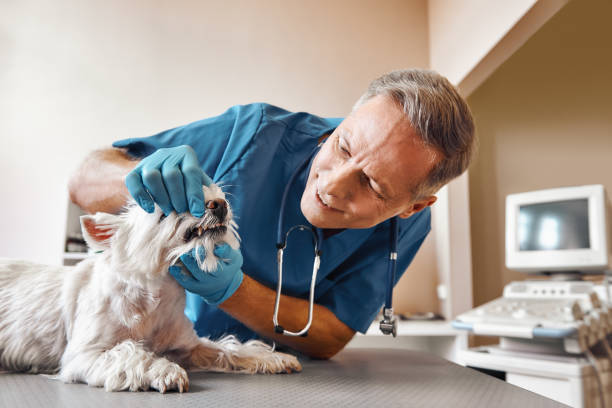Best Same-Day Emergency Dental Services in Mona, UT